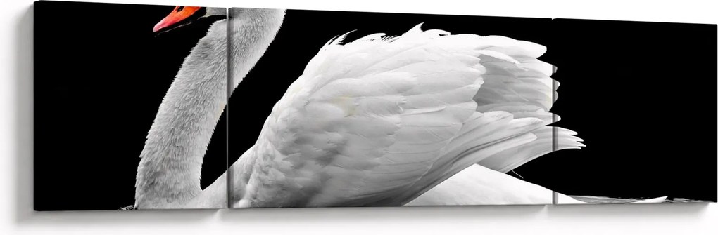 Obraz czarno - białego łabędzia (170x50 cm)