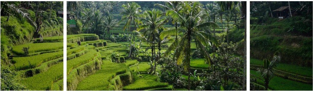 Obraz tarasów ryżowych Tegalalang, Bali (170x50 cm)