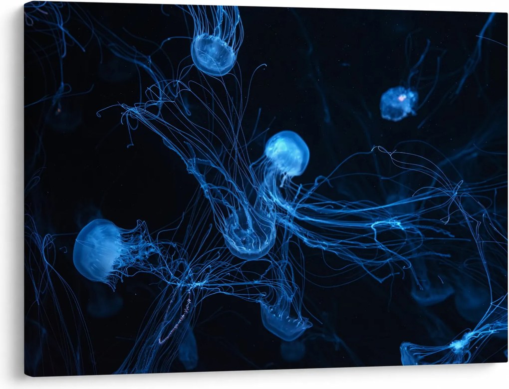 Obraz - Meduza (70x50 cm)