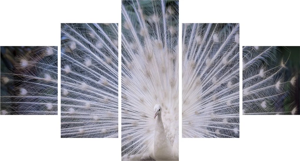 Obraz - Biały paw (125x70 cm)