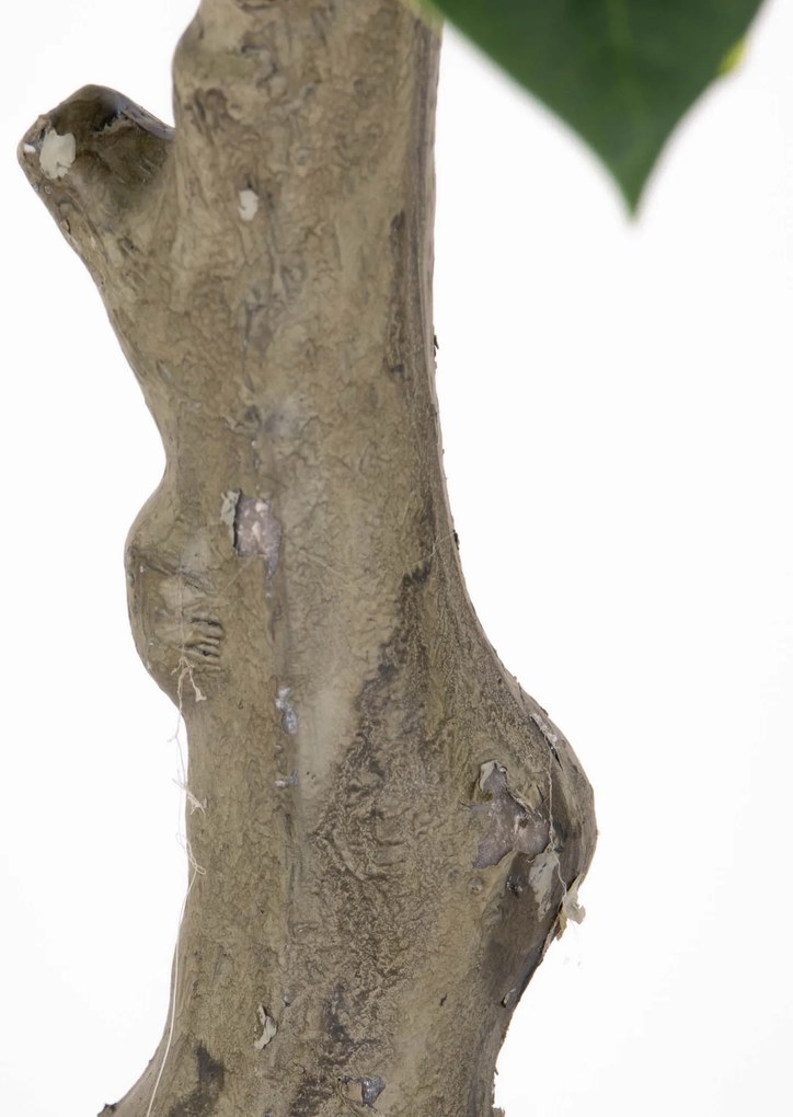 Sztuczna roślina drzewko kauczukowe, 69 cm