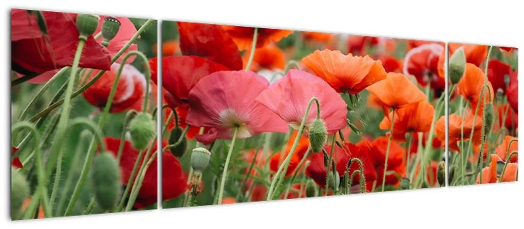 Obraz pola maków (170x50 cm)