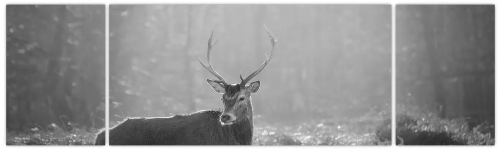 Obraz - Jeleń w lesie, czarno - biały (170x50 cm)