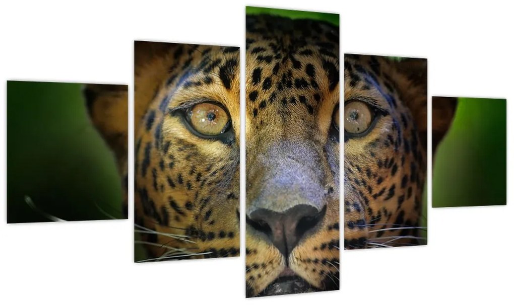 Obraz - Portret lamparta, Sri Lanka (125x70 cm)