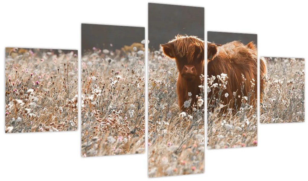 Obraz - Szkocka krowa w kwiatach (125x70 cm)