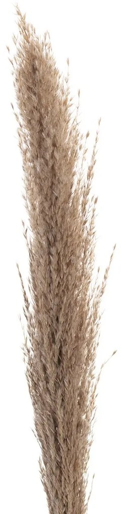 Gałązka Pampas Grass 130cm