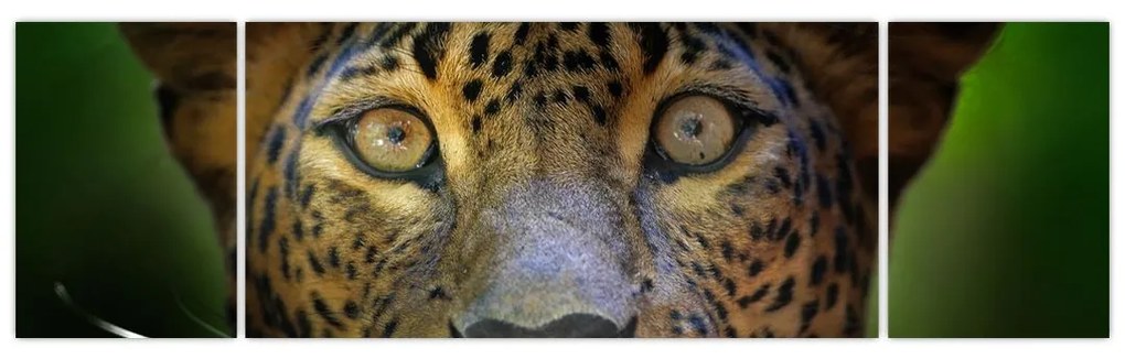 Obraz - Portret lamparta, Sri Lanka (170x50 cm)