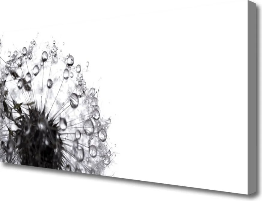 Obraz na płótnie Puszysty Mniszek Lekarski