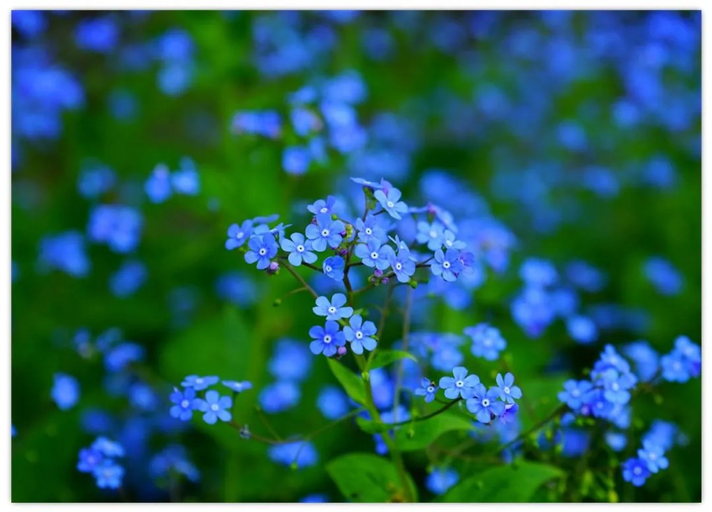 Obraz na szkle - niebieskie kwiaty (70x50 cm)