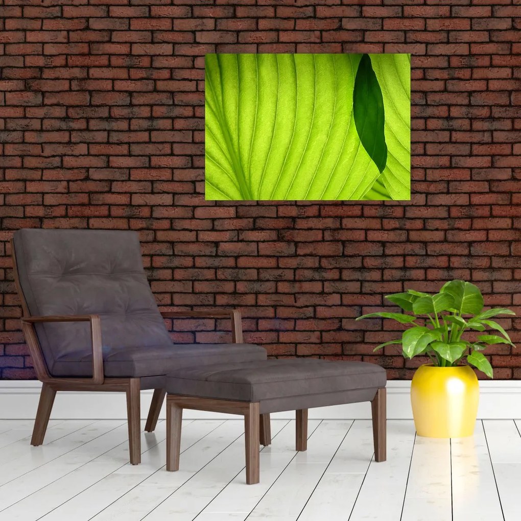 Obraz - Szczegół zielonego liścia (70x50 cm)