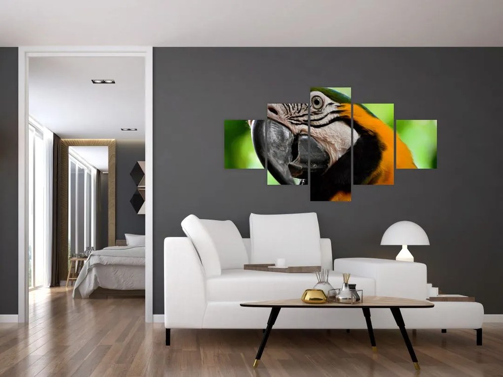 Obraz papugi (125x70 cm)