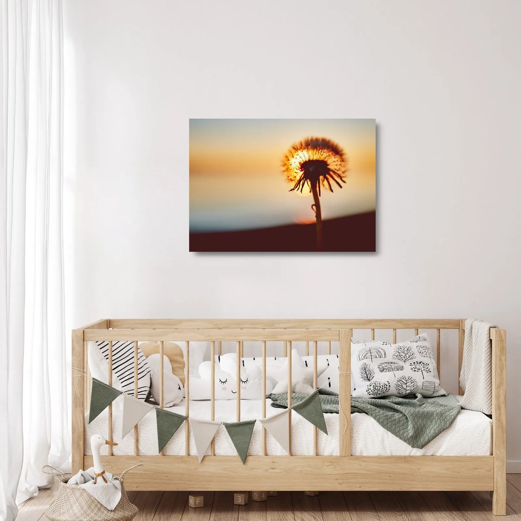 Obraz na szkle dmuchawca o zachodzie słońca (70x50 cm)