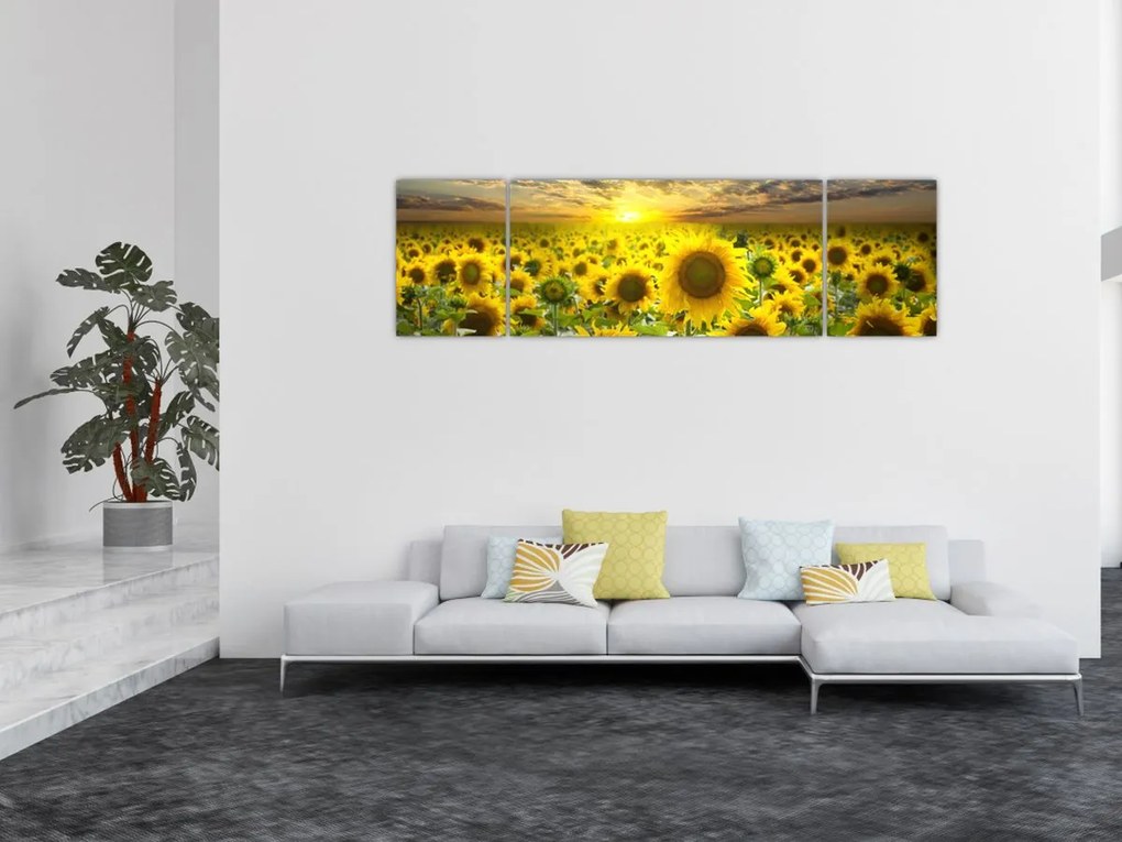 Obraz - Słoneczniki o zachodzie słońca (170x50 cm)