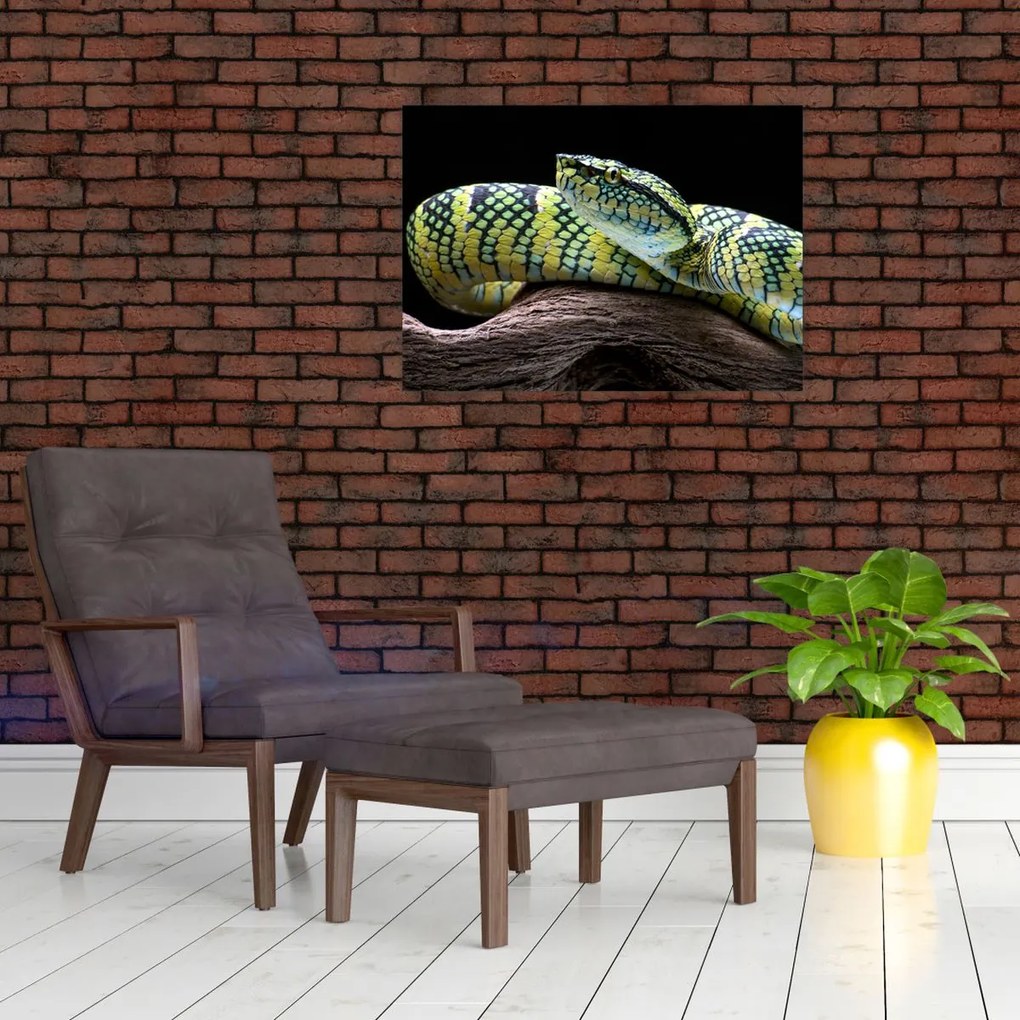 Obraz na szkle - Grzechotnik Waglera (70x50 cm)