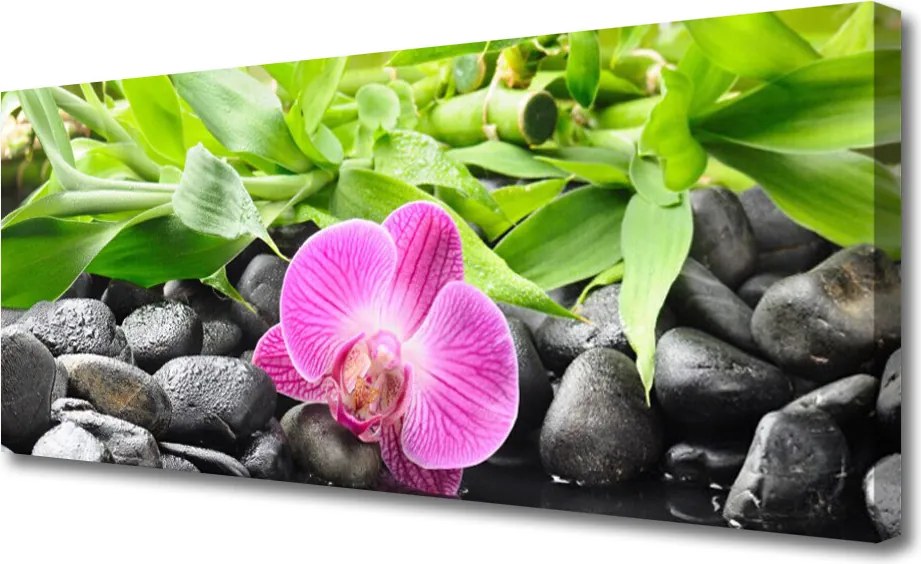 Obraz canvas Wyrafinowana Orchidea Doniczkowa