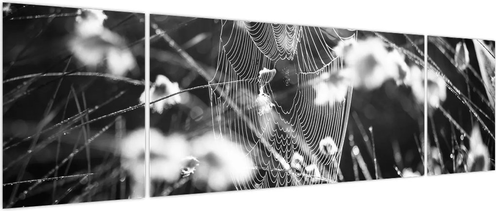 Obraz - Pajęczyna na łące (170x50 cm)