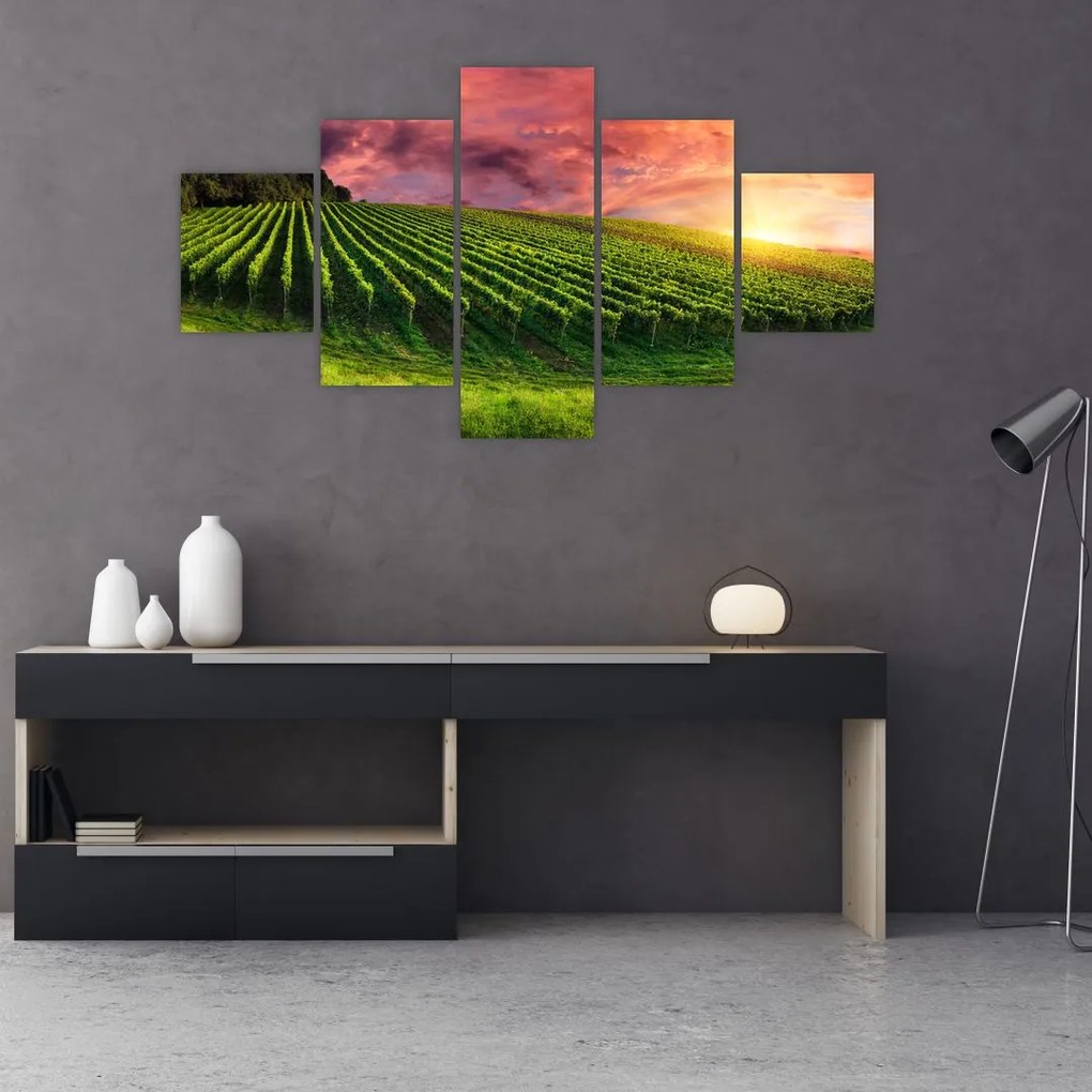Obraz winnicy z kolorowym niebem (125x70 cm)