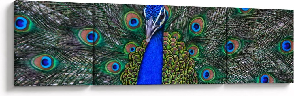 Obraz - Paw (170x50 cm)