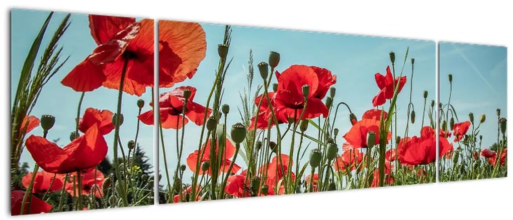 Obraz - Na polu maków (170x50 cm)