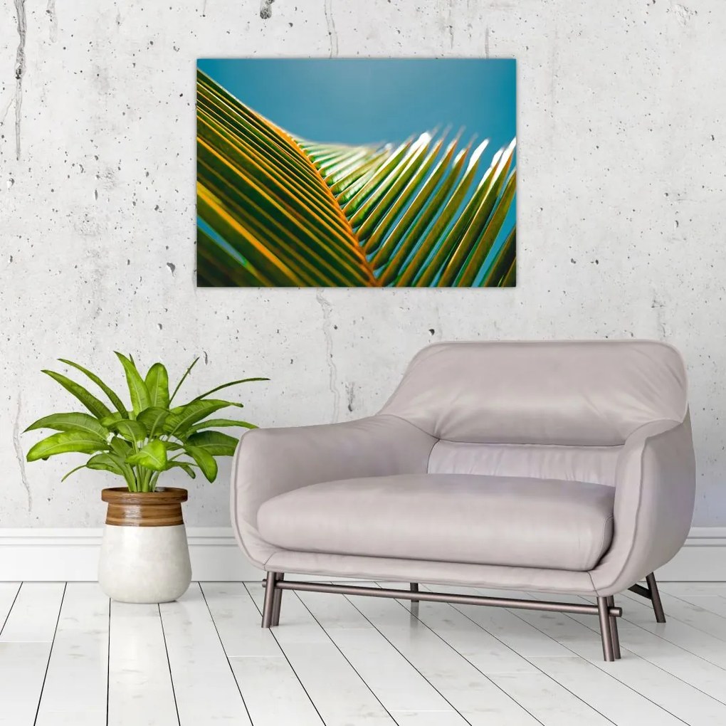Obraz - Detal liścia palmowego (70x50 cm)