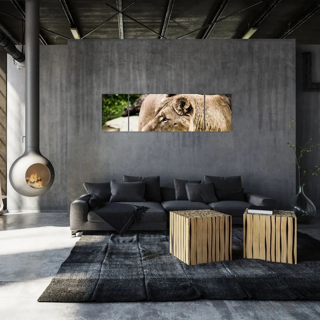 Obraz lwicy (170x50 cm)