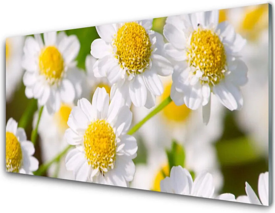 Panel nad blat kuchenny Stokrotki w Promieniach Słońca