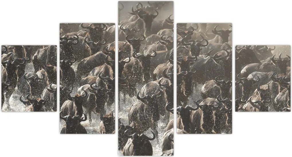 Obraz - Stado antylop gnu (125x70 cm)