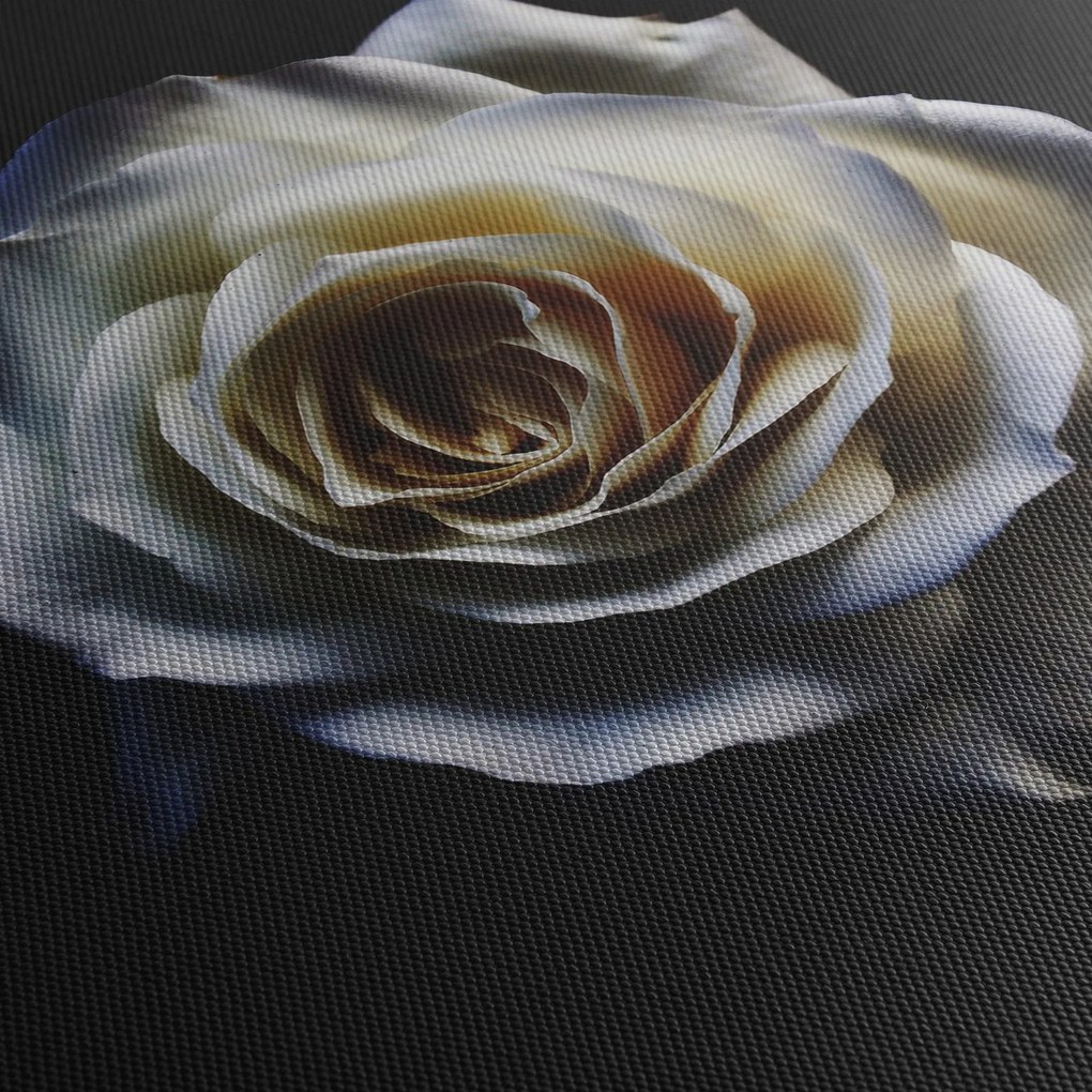 Obraz białej róży (70x50 cm)