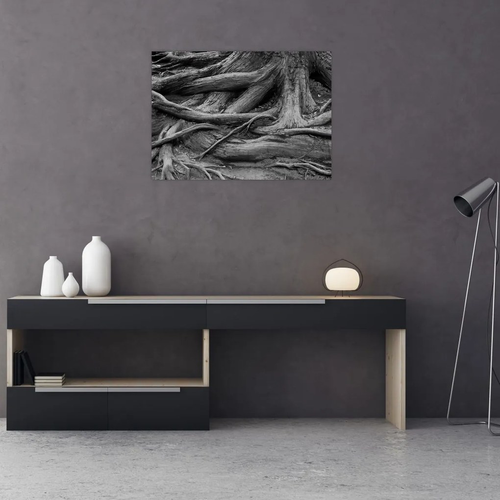 Obraz - Korzenie drzewa (70x50 cm)