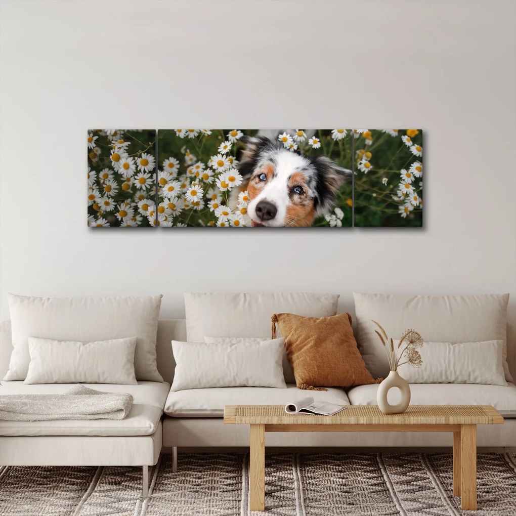 Obraz - Owczarek australijski (170x50 cm)