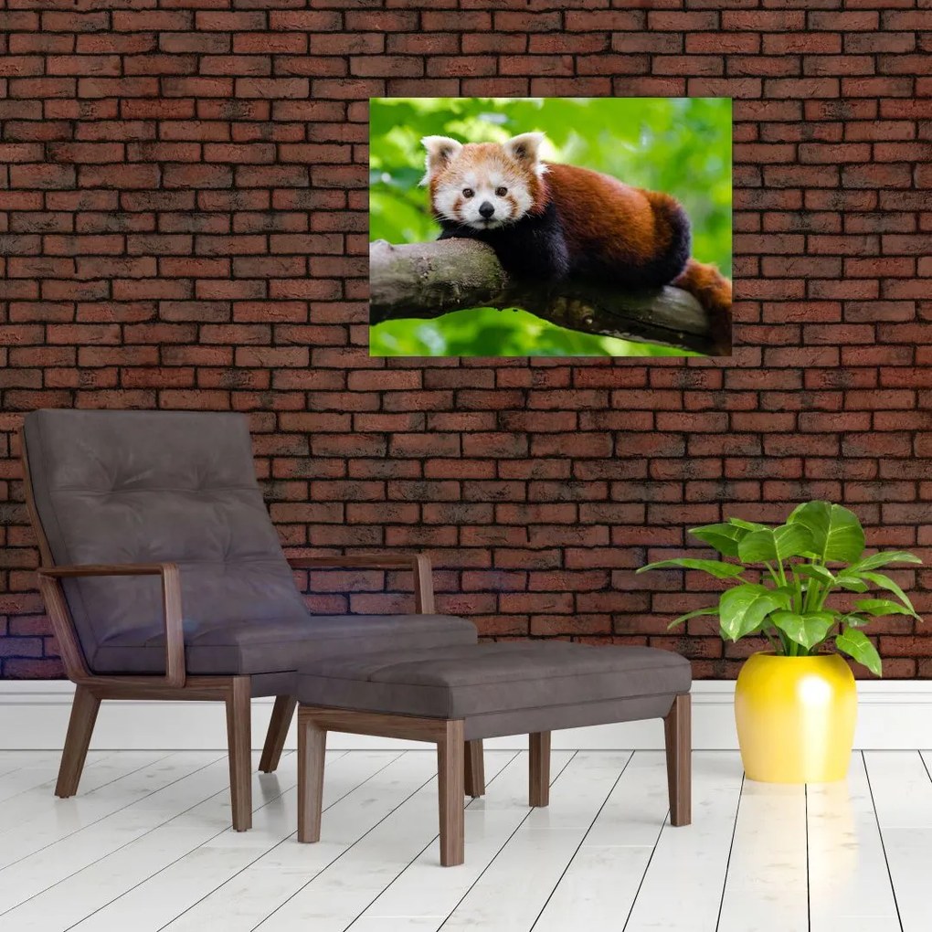Obraz na szkle - panda czerwona (70x50 cm)
