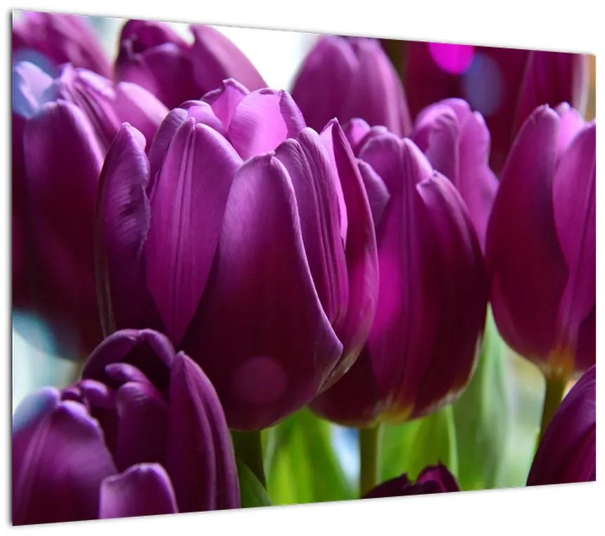 Obraz tulipanów (70x50 cm)