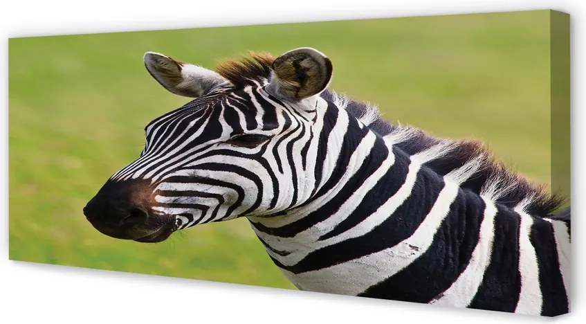 Obraz na płótnie Zebra w Zbliżeniu