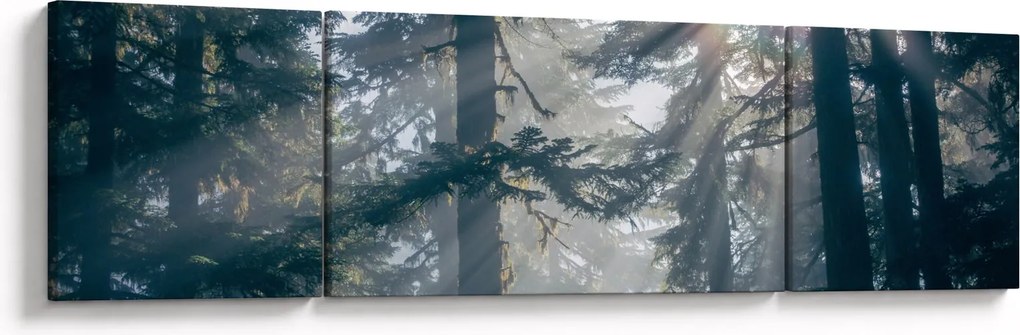 Obraz drzew, przez które prześwieca słońce (170x50 cm)