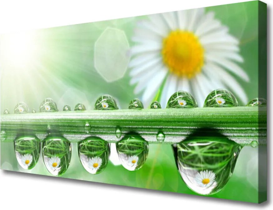 Obraz drukowany na płótnie Rosa na Stokrotkach