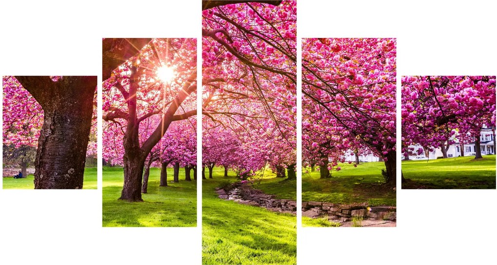 Obraz kwitnących czereśni, Hurd Park, Dover, New Jersey (125x70 cm)