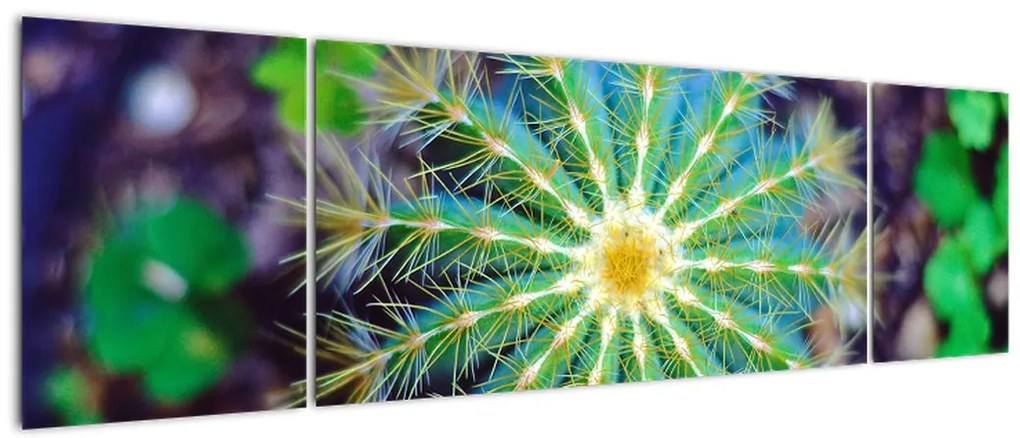 Obraz kaktusa (170x50 cm)