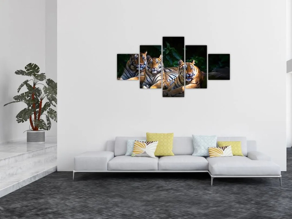 Obraz - Tygrysi Bracia (125x70 cm)