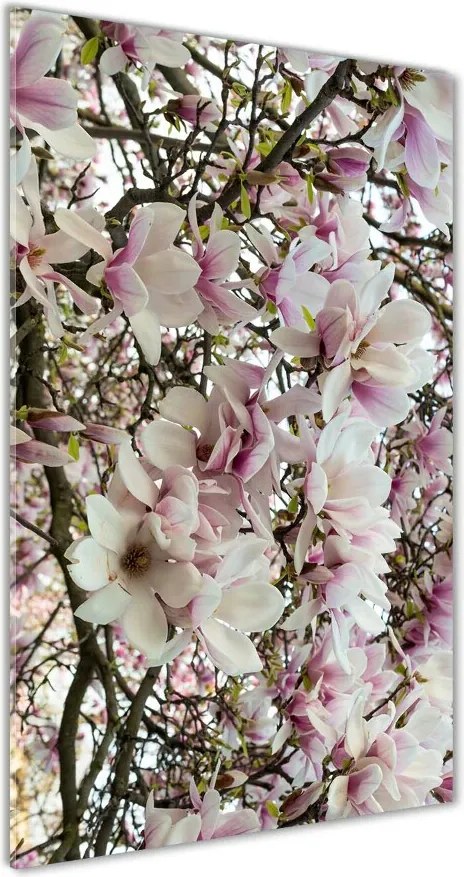 Foto obraz na szkle Kwiaty magnolii