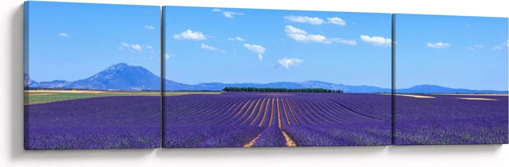 Obraz - Pole lawendy (170x50 cm)