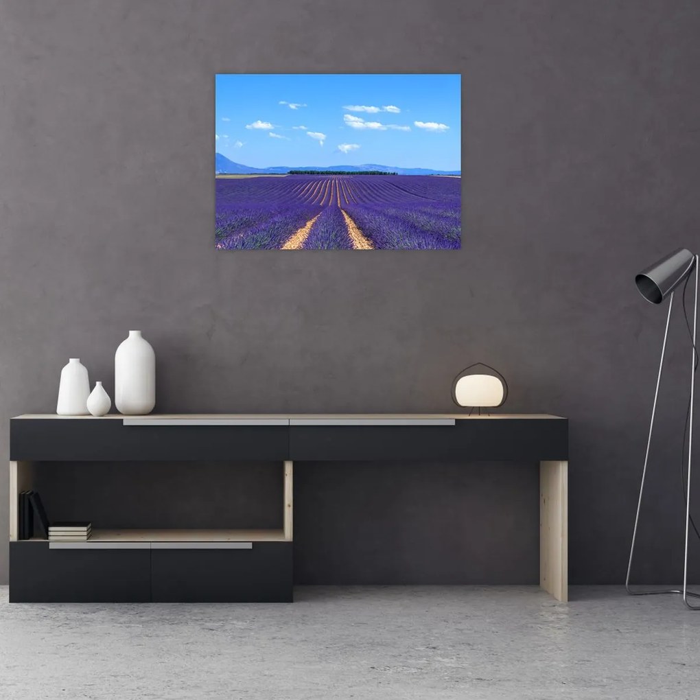 Obraz - Pole lawendy (70x50 cm)