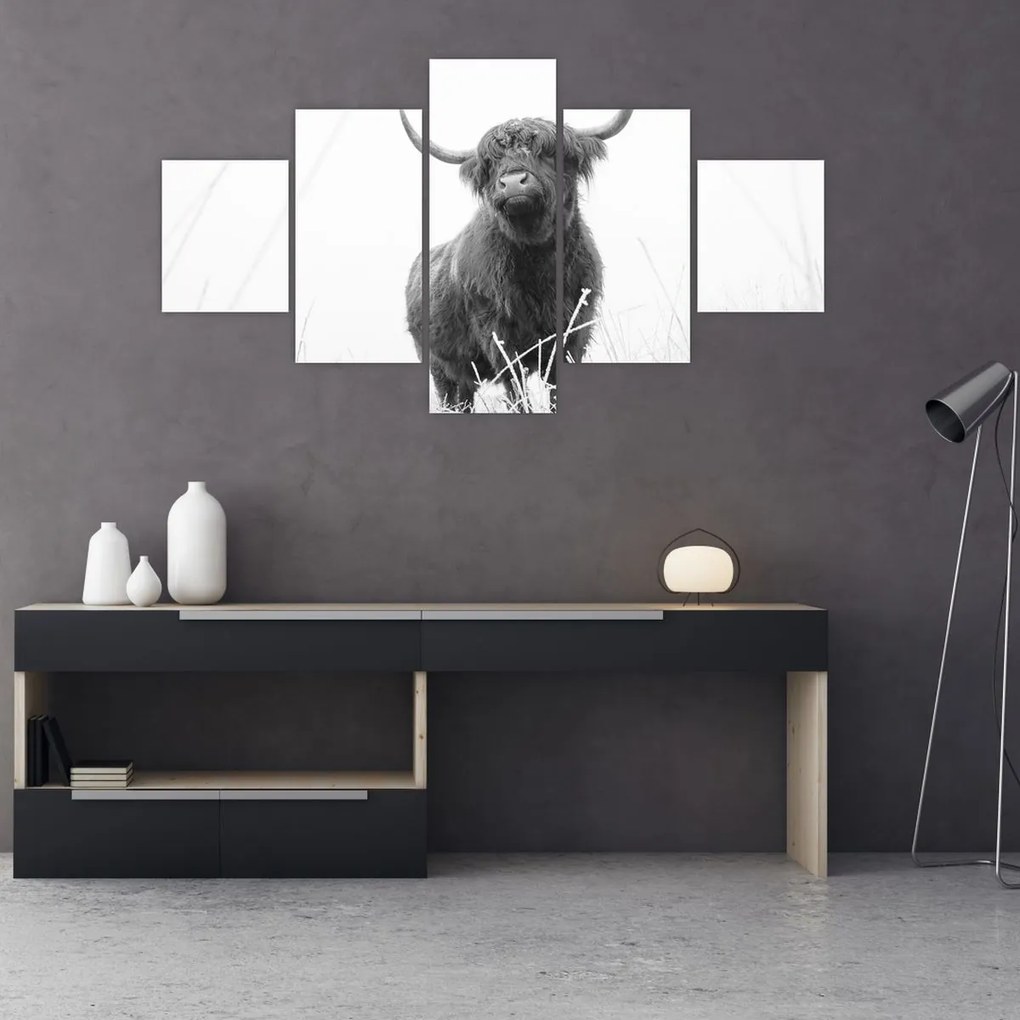 Obraz - Szkocka krowa 4, czarno - biały (125x70 cm)
