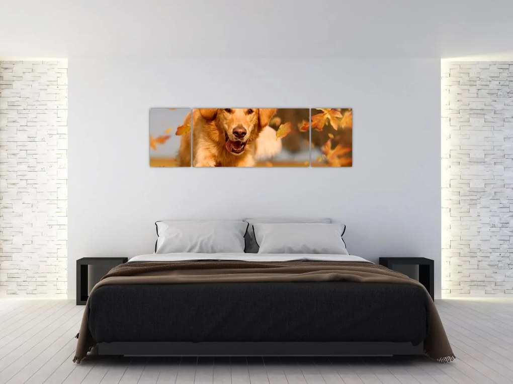 Obraz - Golden Retriever (170x50 cm)