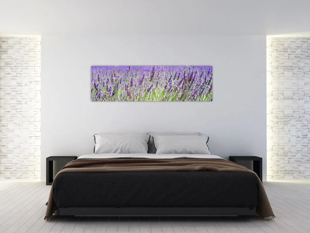 Obraz pola z lawendą (170x50 cm)