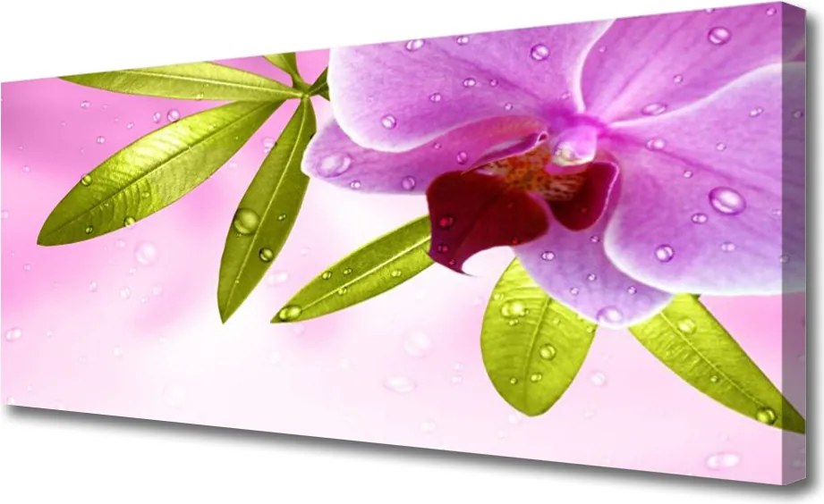 Obraz na płótnie Botaniczna Elegancja Kwiatu