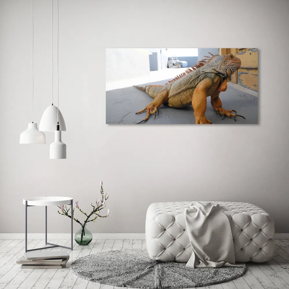 Obraz zdjęcie na scianę akrylowy Iguana