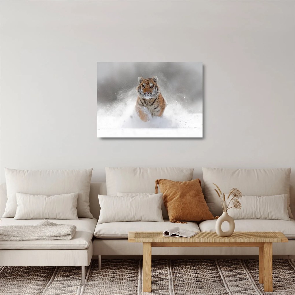 Obraz na szkle - tygrys biegnący po śniegu (70x50 cm)