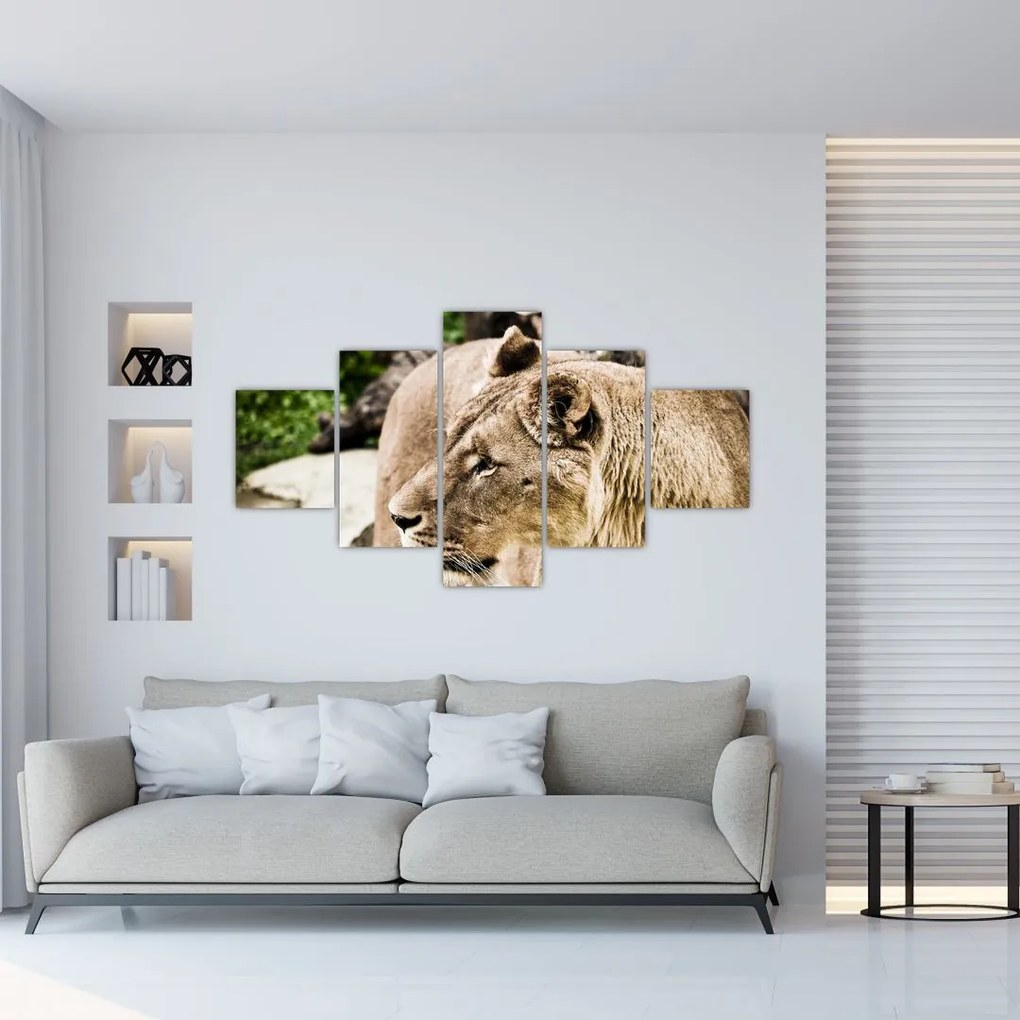 Obraz lwicy (125x70 cm)