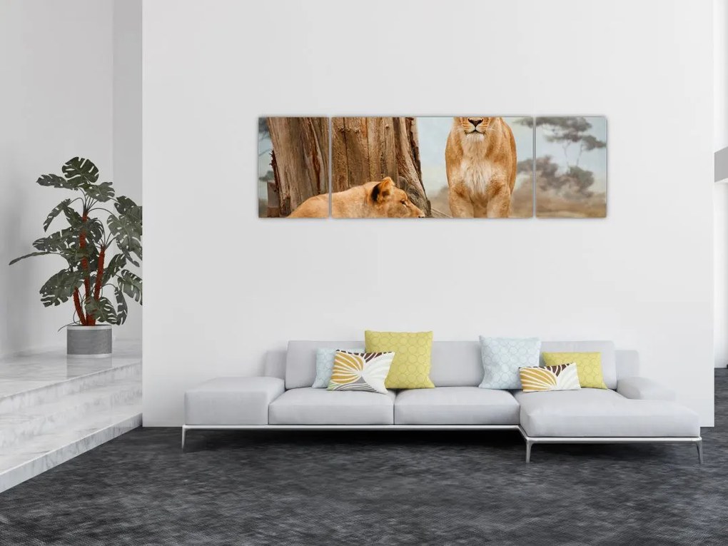 Obraz - dwie lwice (170x50 cm)