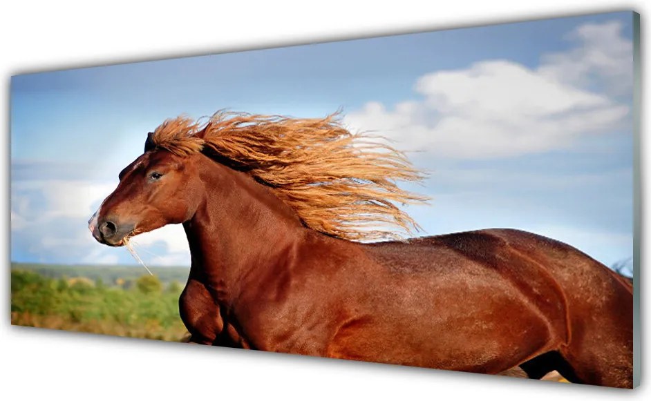 Panel Kuchenny Szlachetny Koń W Galopie